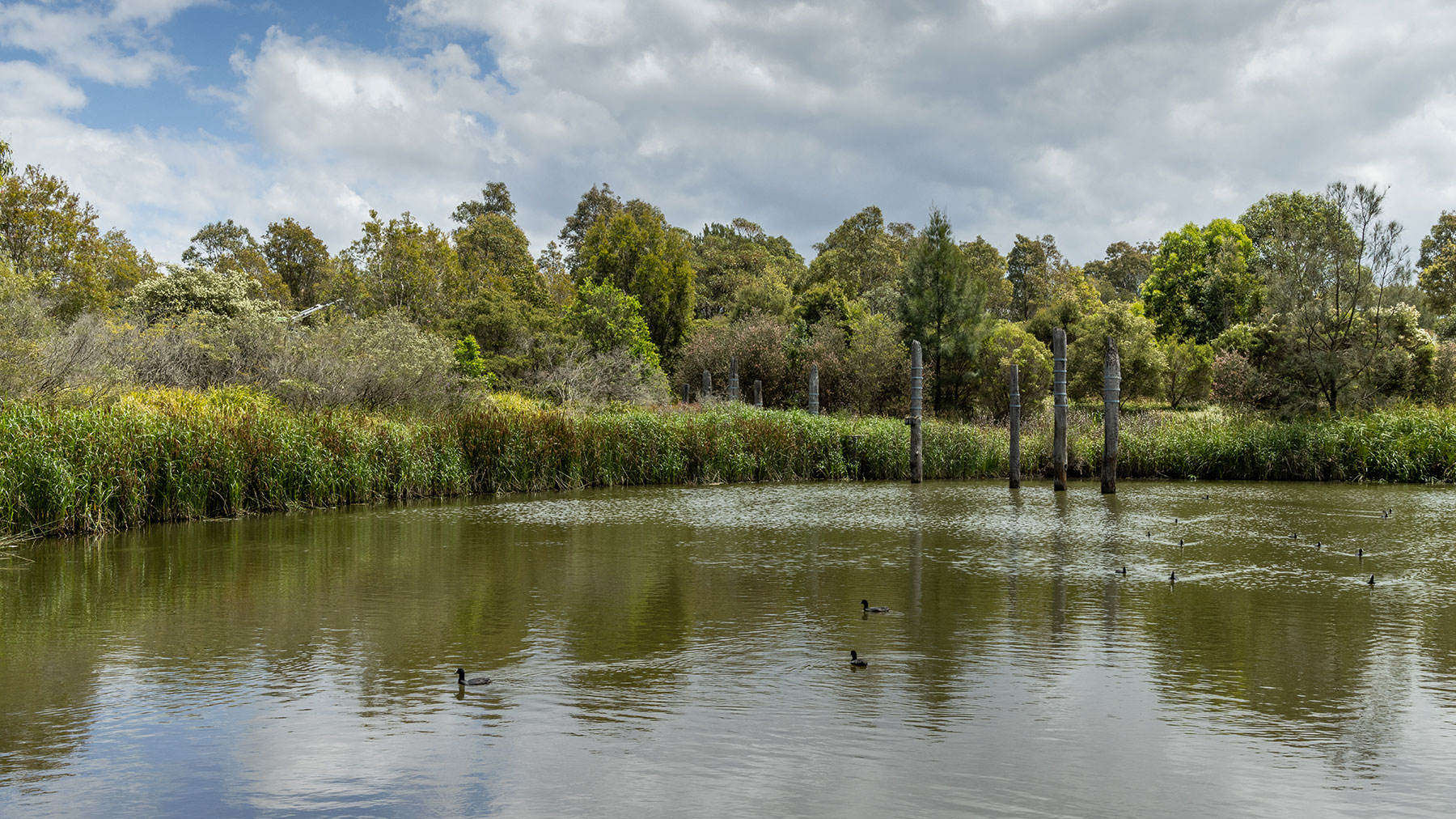 qmc group projects sydney park stormwater harvesting project